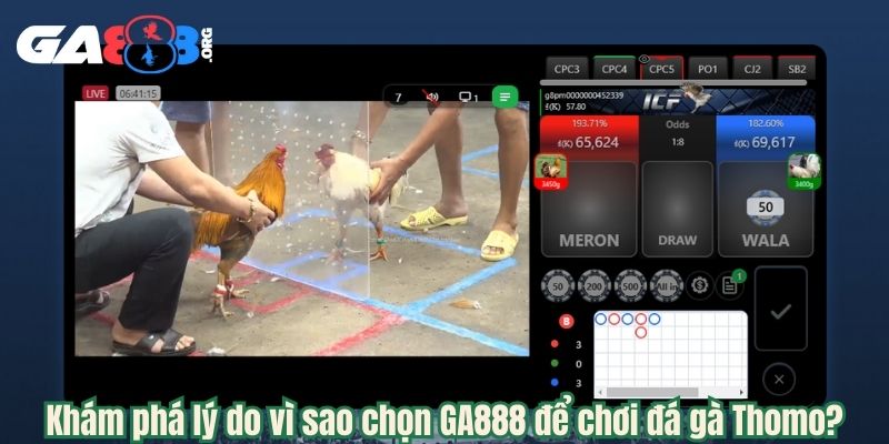 Khám phá lý do vì sao chọn GA888 để chơi đá gà Thomo?